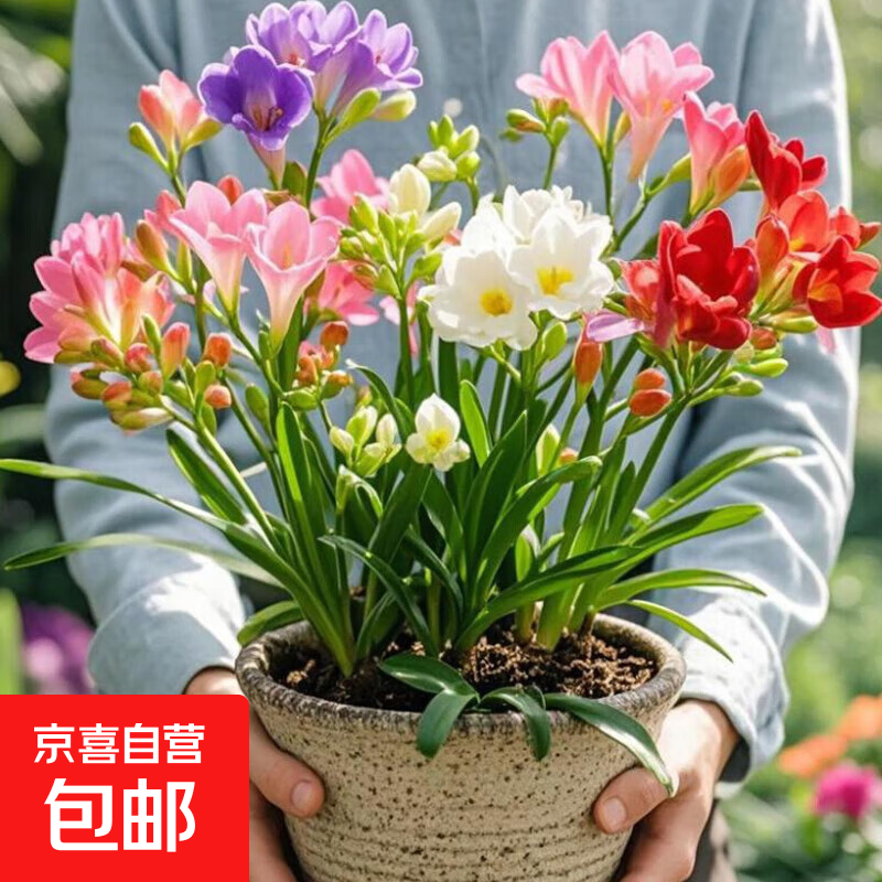 香雪兰花球盆栽重瓣种小苍兰带芽种根带花苞混色盆栽四季开花鲜花 混色10个香雪兰种球送肥