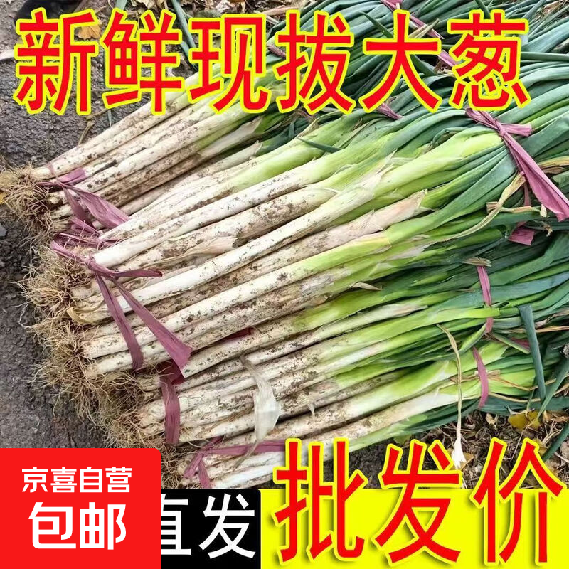  山东大葱（带老皮）带箱 1斤