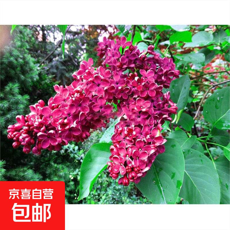 红色丁香 3公分粗 不含盆