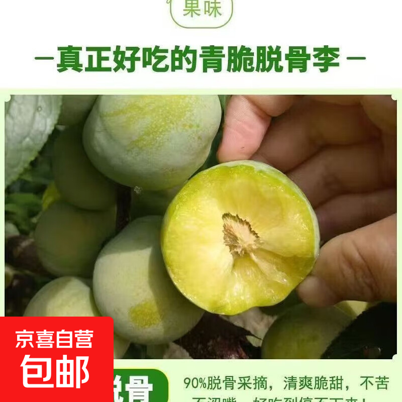 正宗四川青脆李新鲜现摘酸甜可口 净重5斤 中果（脱骨）单果15g+