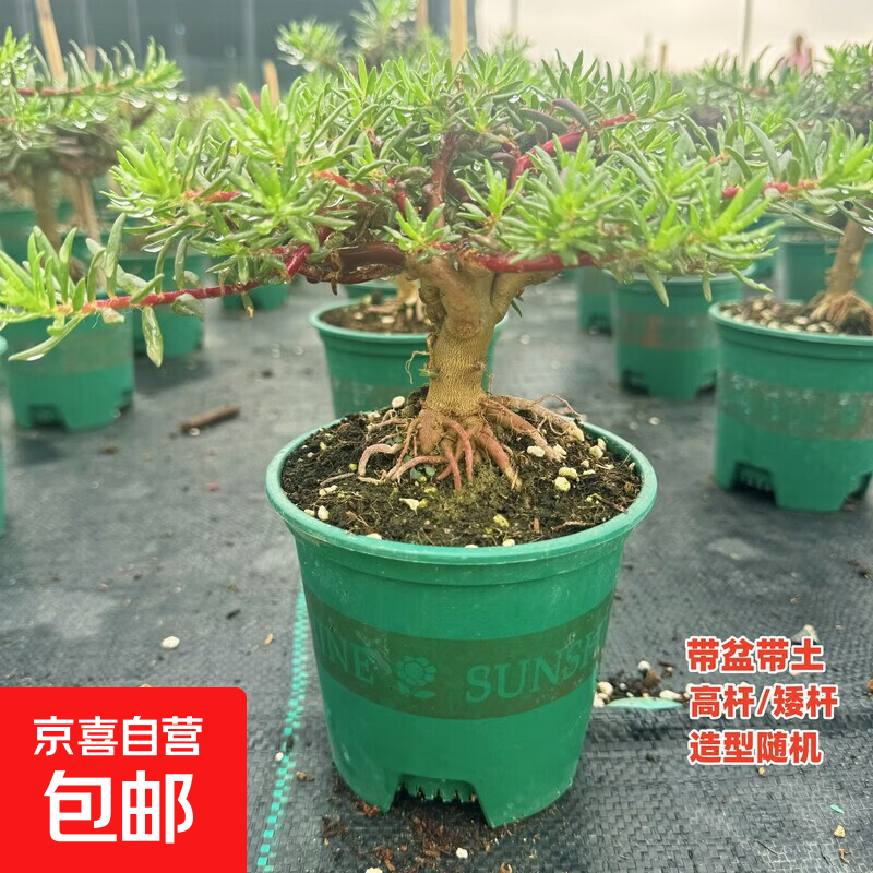 太阳花老桩盆栽重瓣玫红阳台庭院花卉四季开花宿根耐寒植物室内外 5年老桩【带盆】1盆精品-当年开花