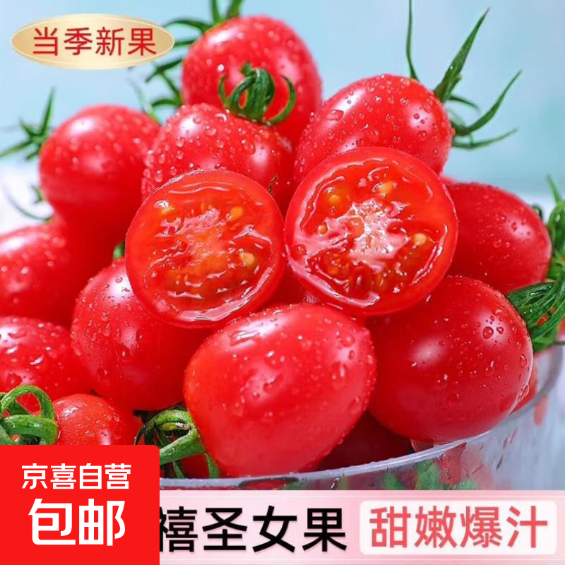 新鲜圣女果小西红柿小番茄新鲜蔬菜生鲜减肥减脂早餐沙拉现摘现发 畅销装 2斤 净重