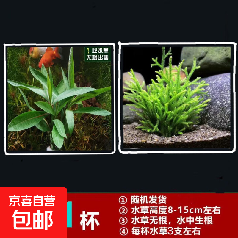 【京东物流】水草套餐 好养耐活真水草植物绿菊大叶绿九冠鱼缸 随机一杯