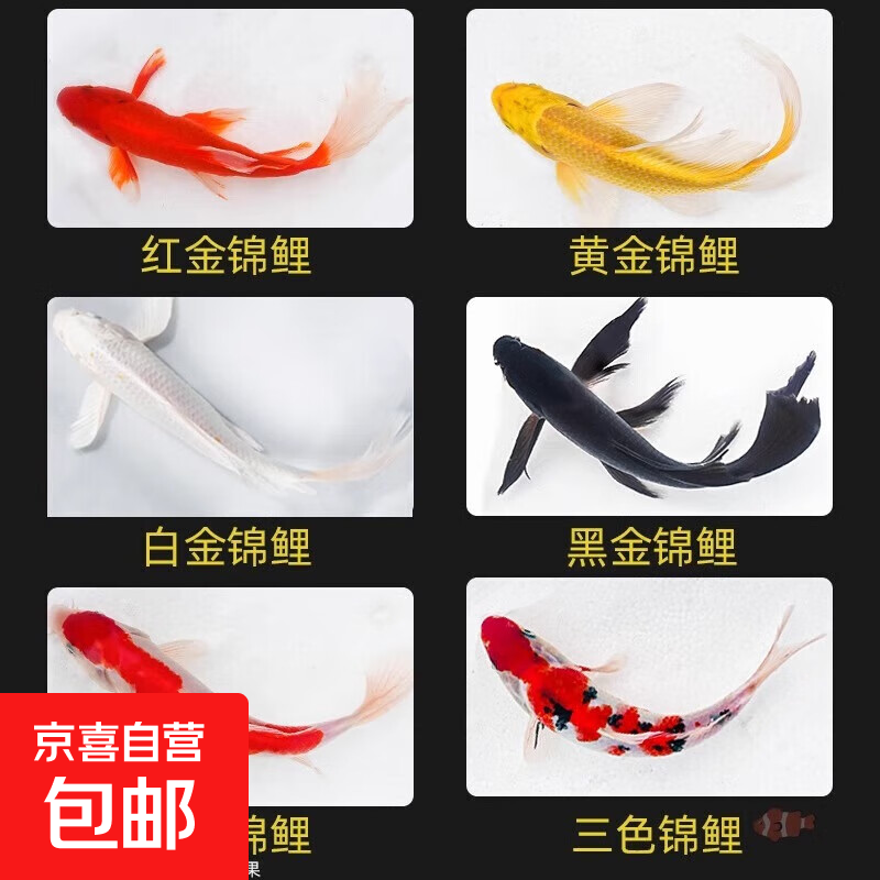 三色锦鲤鱼活体观赏鱼活鱼小型大型易养冷水淡水鱼锦鲤易活金鱼 10-12CM红白三色黑白黄红共6条
