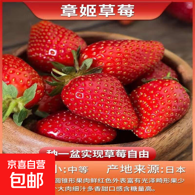 草莓苗盆栽 秋冬季四季结果阳台种植苗秧红颜奶油丹东九九 章姬草莓1盆 原盆带花带果+肥料 高约18-23cm