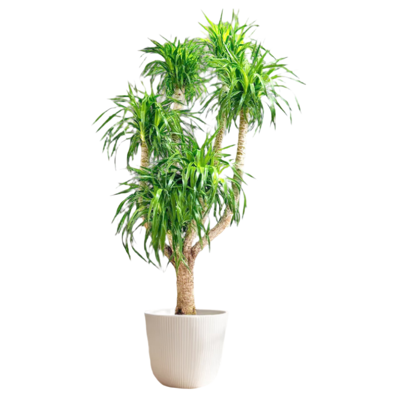 ֲֲŮѪֲڰ칫ҿʹֲԴͷֱ 238.3Ԫ