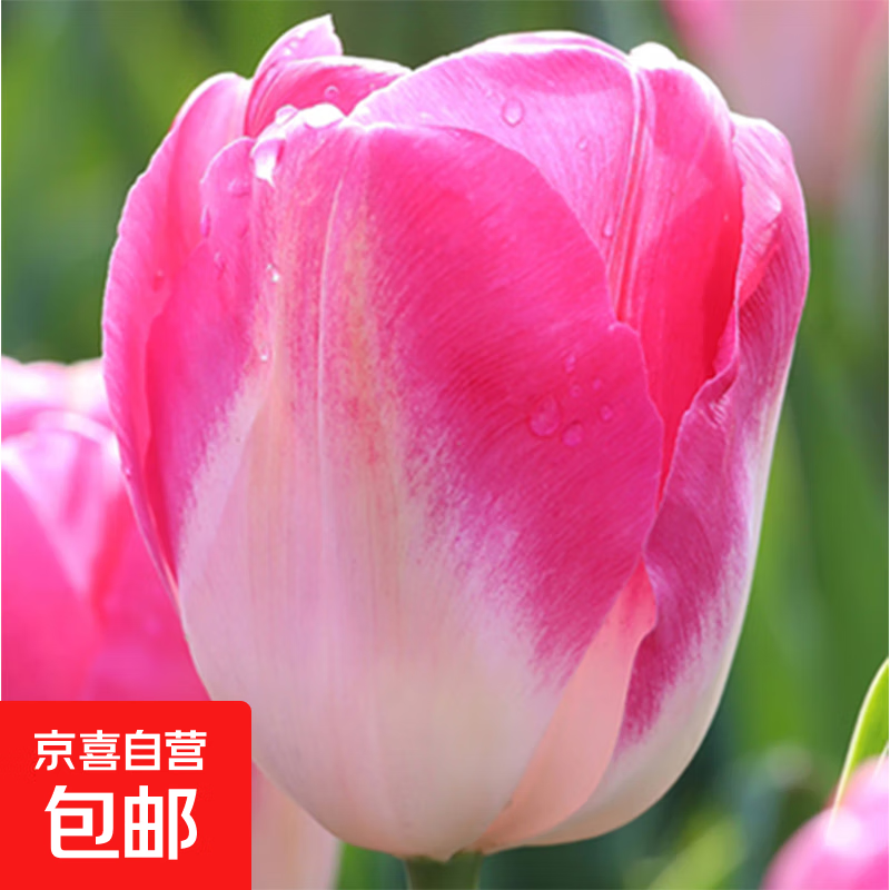 ����������������ڶ����ͺ�������ͥԺ��������ˮ��ֲ�����Դ��� �ʼ�ʮ�� 5����+�ʣ������ˣ� 3.42Ԫ