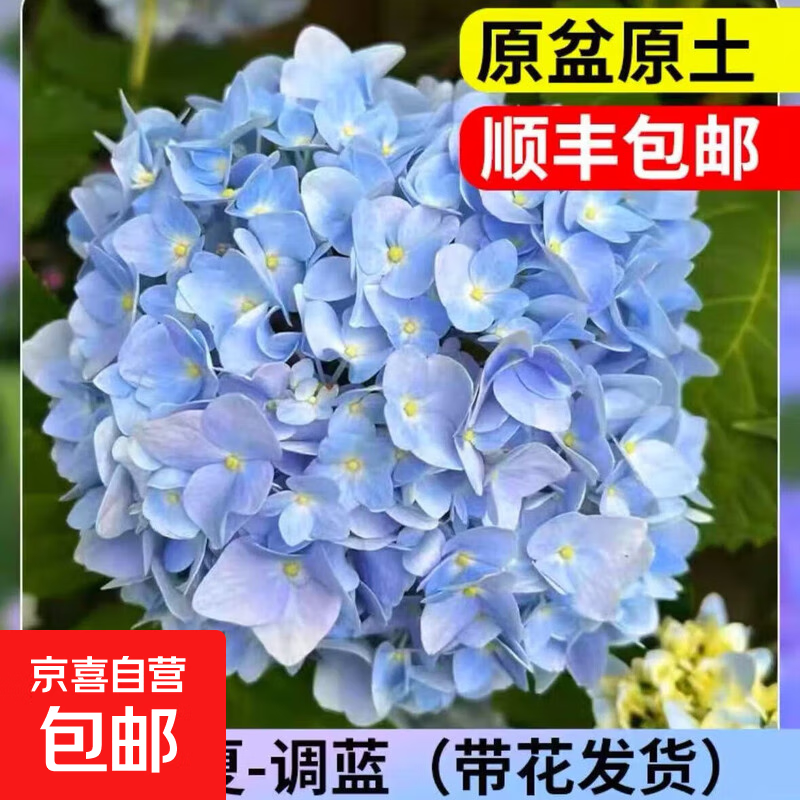 绣球花苗无尽夏四季开花绣球花盆栽庭院好养的花卉植物室内花 无尽夏小苗(原盆土)