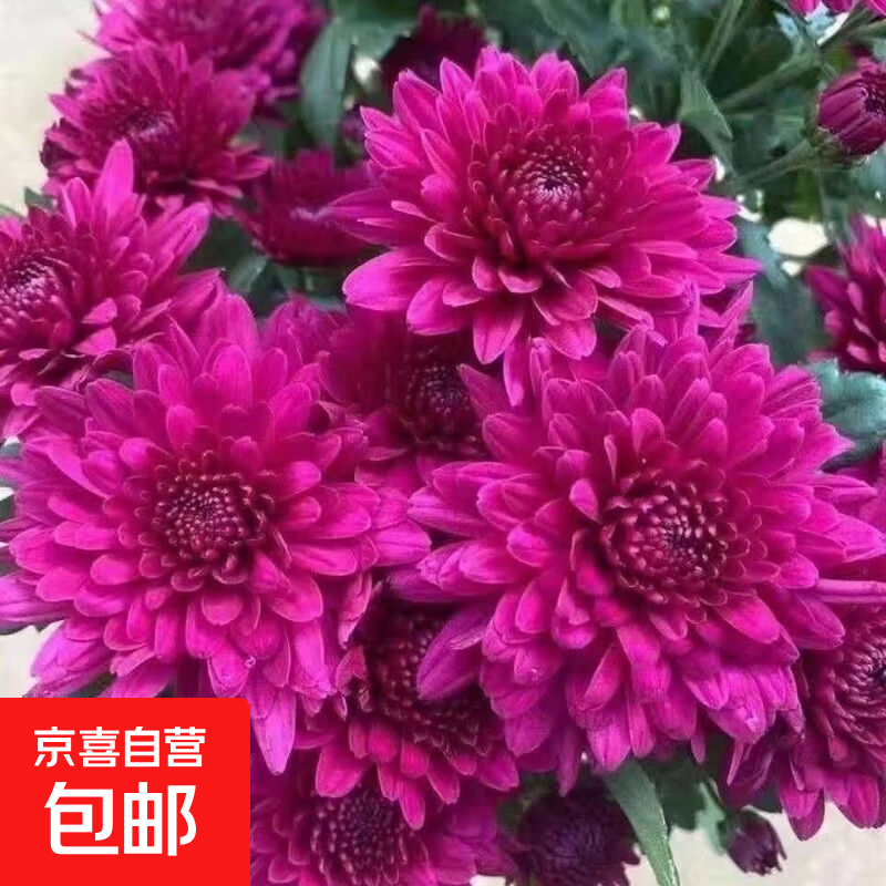 新品重瓣荷兰菊四季开花菊花苗月月菊室内外花多年生耐寒耐热植物 浪漫紫带花苞(原盆原土3-4颗苗)][原土发货