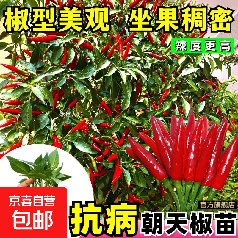 辣椒种苗朝天椒小米椒薄皮椒长线椒灯笼椒甜椒五彩椒螺丝椒蔬菜秧 朝天椒苗 3棵