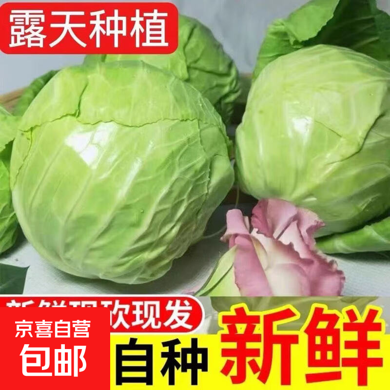 山东新鲜甘蓝包菜卷心菜圆白菜新鲜嫩绿莲花白现摘现发早餐减脂 新鲜包菜 4.6斤净重 人工挑拣