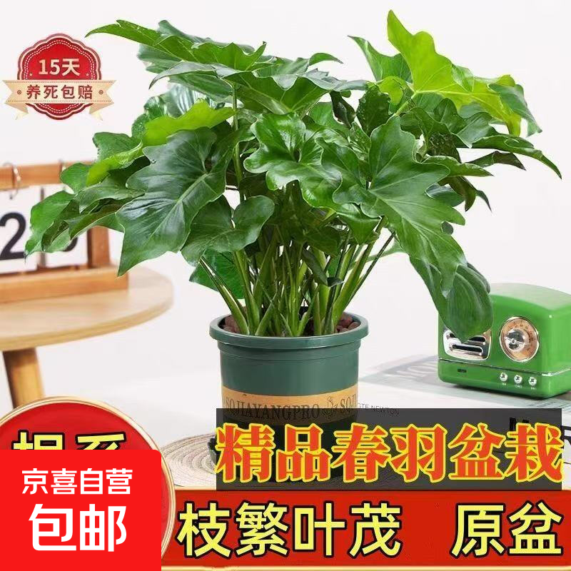春羽绿植盆栽室内客厅花卉水培土培好养活办公室绿萝春雨水培植物 特大春雨：40-55高【2颗】原土发货+肥料 水培土培都可以