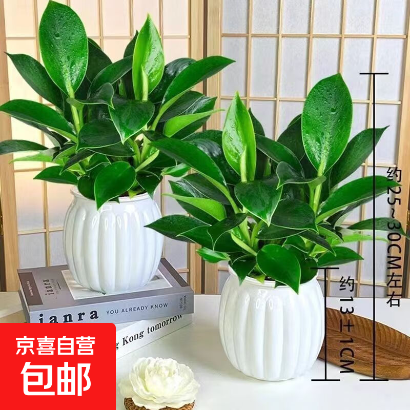 大叶金钻绿公主四季常青吸甲醛室内绿植可水培净化空气易活好养 大叶金钻+白色南瓜盆 1盆（约15厘米左右）