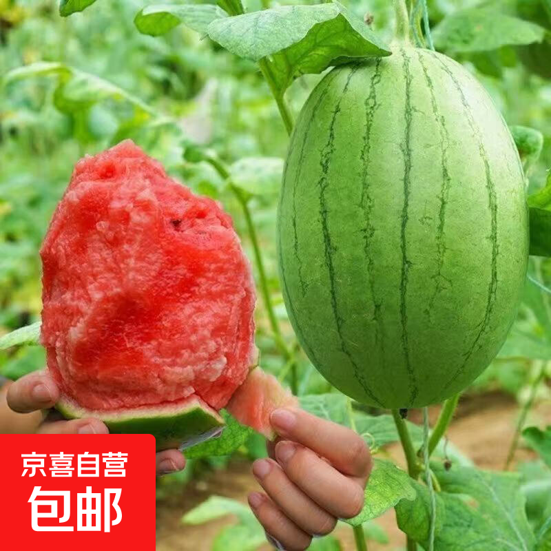 小糖丸2k西瓜薄皮小糖丸西瓜新鲜水果 1.5-2斤
