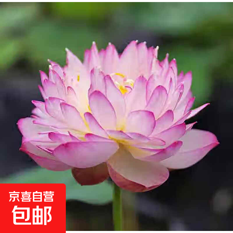 碗莲种藕微型小荷花块根茎带芽苞水生植物迷你小莲花苗室内外花卉