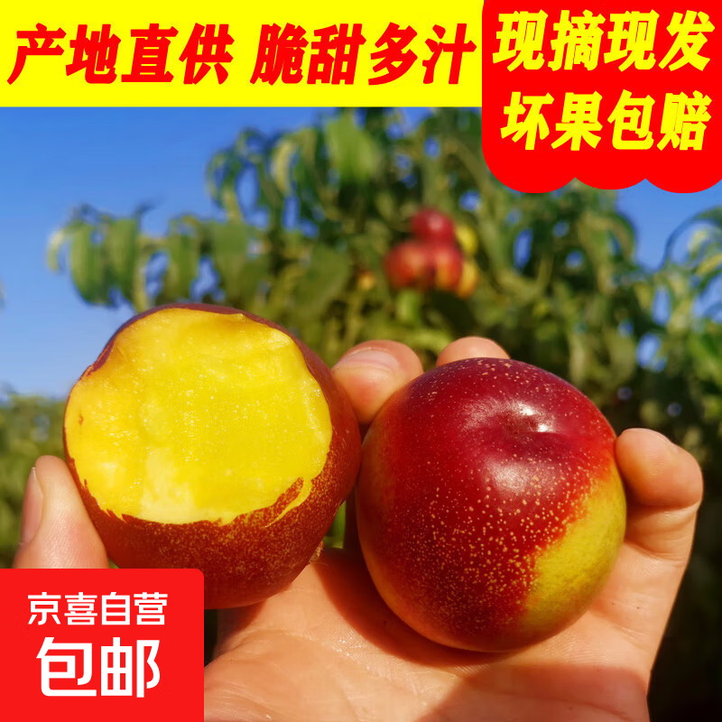 2025头茬黄心油桃新鲜水果当季现摘正宗黄肉满天星麻子脸猴哥 带箱2斤小果净重1.6-1.8斤【单果60g+】