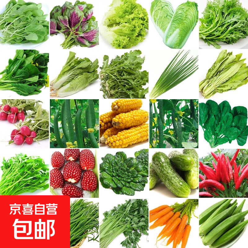 多品种蔬菜种子大全四季播种阳台盆栽庭院香菜辣椒生菜叶菜类种籽 意大利全年耐抽苔生菜约400粒 3件