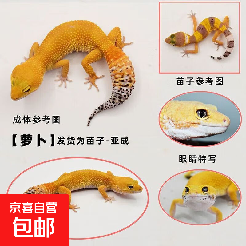 豹纹守宫宠物蜥蜴幼苗活体新手入门懒人爬宠异宠不咬人网红 萝卜守宫