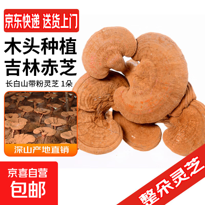 长白山带粉灵芝  东北赤灵芝林芝泡酒煲汤泡水 长白山带粉灵芝【1朵】