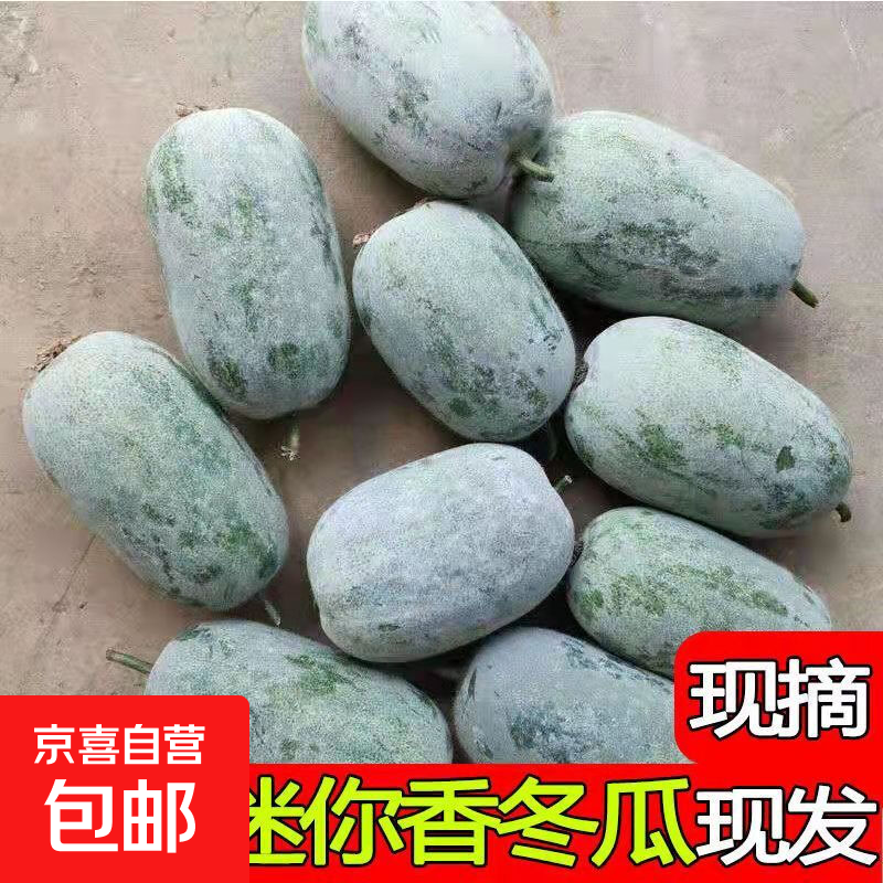 挂霜翠玉高原迷你冬瓜现摘新鲜蔬菜清新刮油减脂减肥 带箱 4斤