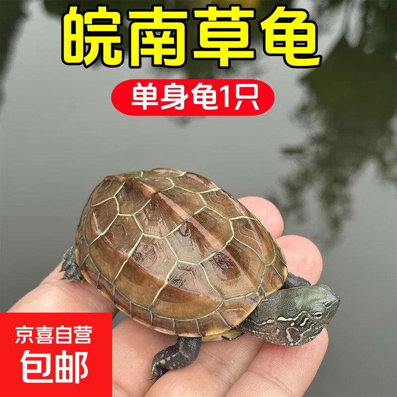 京喜自营-专用品牌安徽中华草龟外塘纯种金线观赏水龟情侣招财墨龟宠物小龟活物 网红壮苗龟(赠龟粮) 2-3厘米