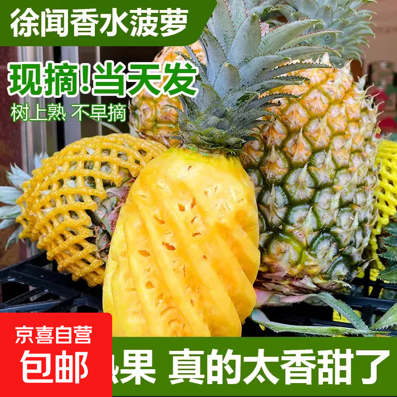 广东徐闻香水菠萝生鲜时令应季热带水果孕妇水果源头产地直发包邮 【1个】单果650g+