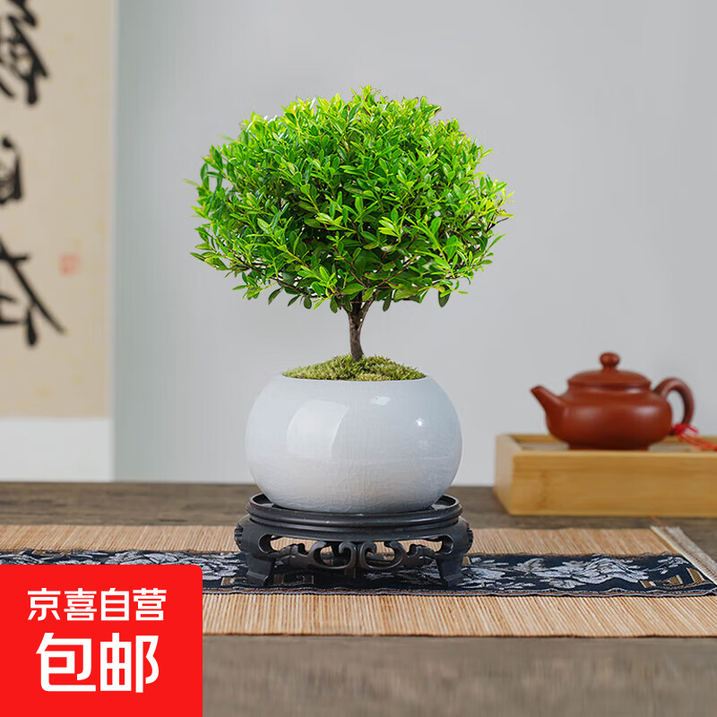 小叶赤楠盆景植物办公花卉基地直销批发绿植盆栽室内摆件花卉绿植 赤楠+冰裂纹盆+苔藓+底座