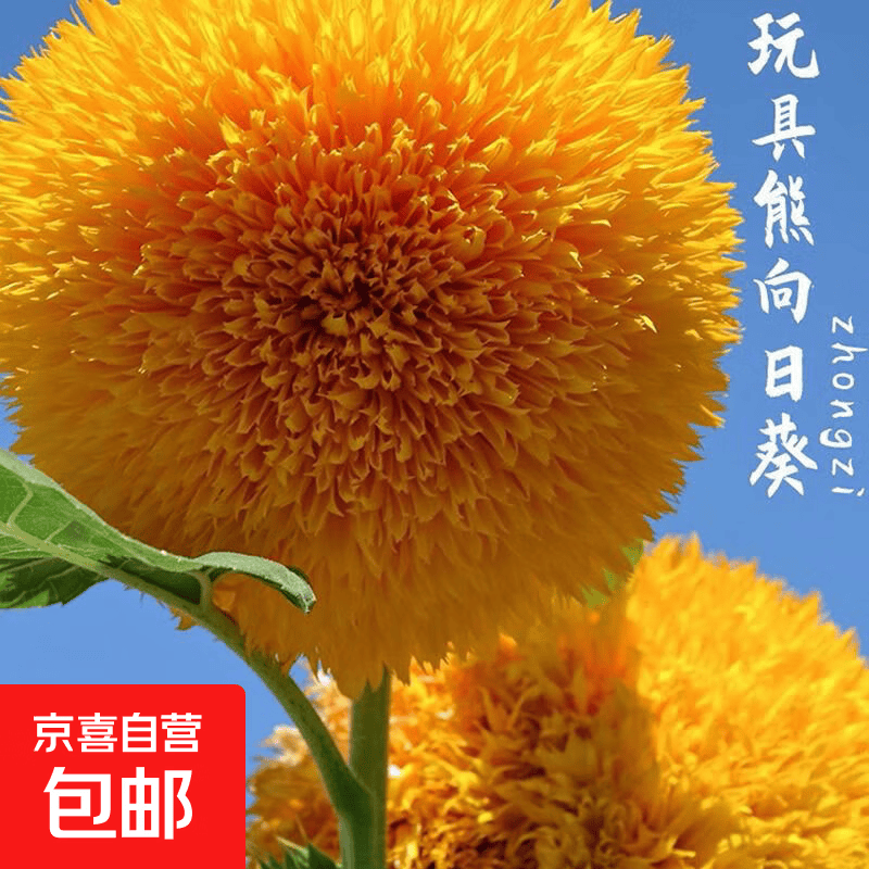 重瓣玩具熊向日葵种子观赏耐旱耐热阳台盆栽（两单及以上发货） 玩具熊向日葵种子/包约30粒 1包