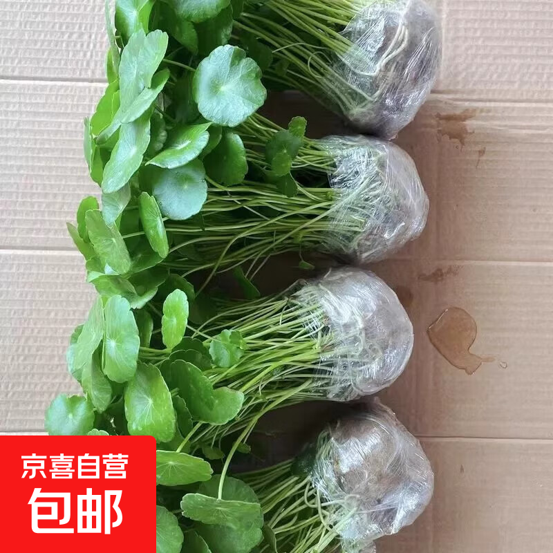 铜钱草水培植物室内办公室桌面盆栽花卉四季常青绿植净化空气懒人 铜钱草带叶子特惠款101-150+营养液【1份】 不含盆