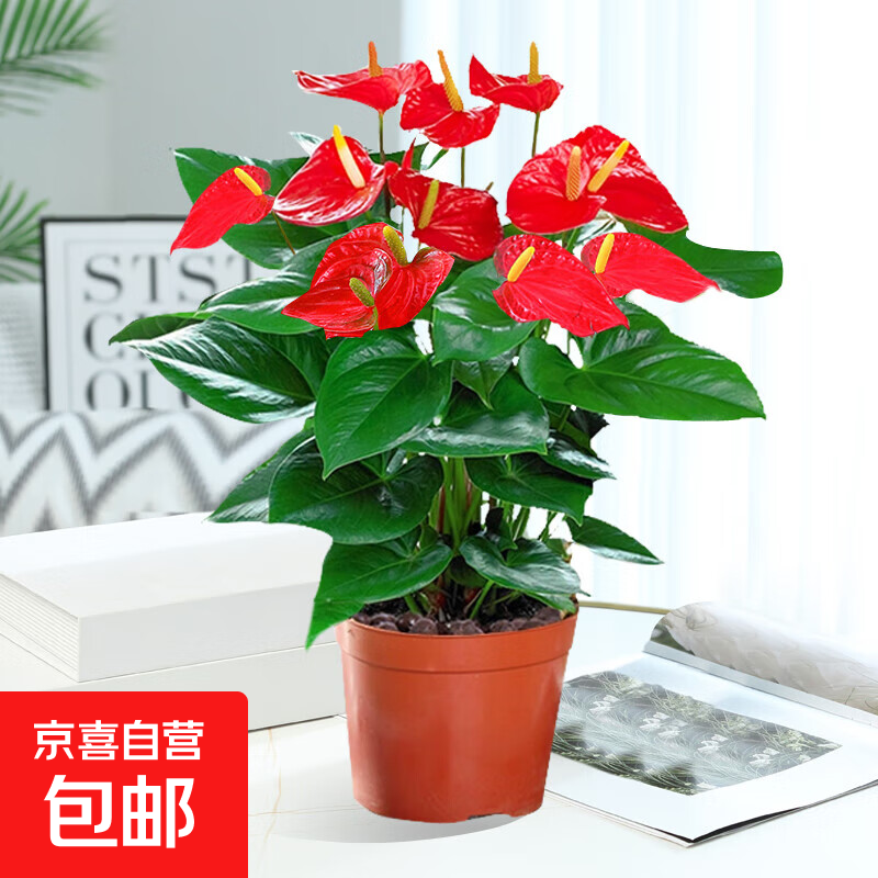 ˮ��������Դ���һ����˳����ֲ�����ں�����ֲ���˵�ͷ�ļ����� �ؼۺ���1-3����ԭ�裩