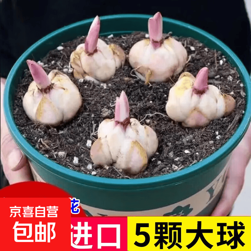 香水百合种球百合花好养活花卉植物四季开花室内外花苗盆栽花种子 混搭1个百合球