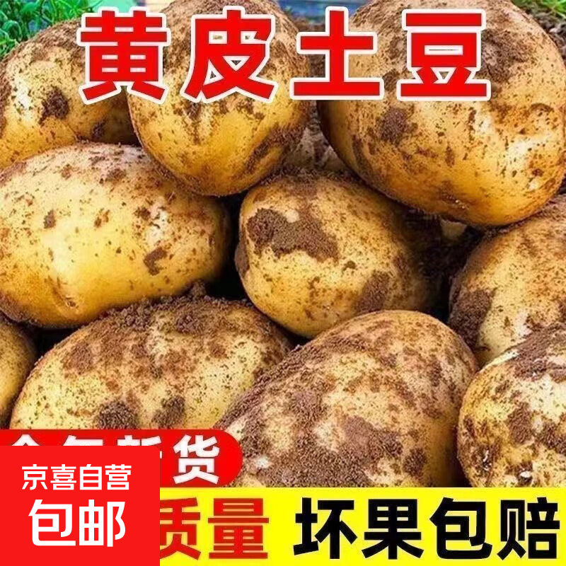 2025新货土豆正宗新鲜现挖马铃薯洋芋整箱黄皮黄心软糯批发蔬菜 带箱2斤土豆
