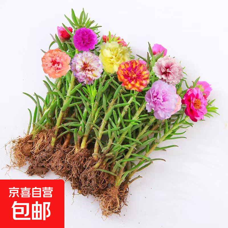 重瓣混色太阳花苗带根盆栽苗四季开花阳台大花植物带花苞室内庭院 混色重瓣带根：【5颗】肥料