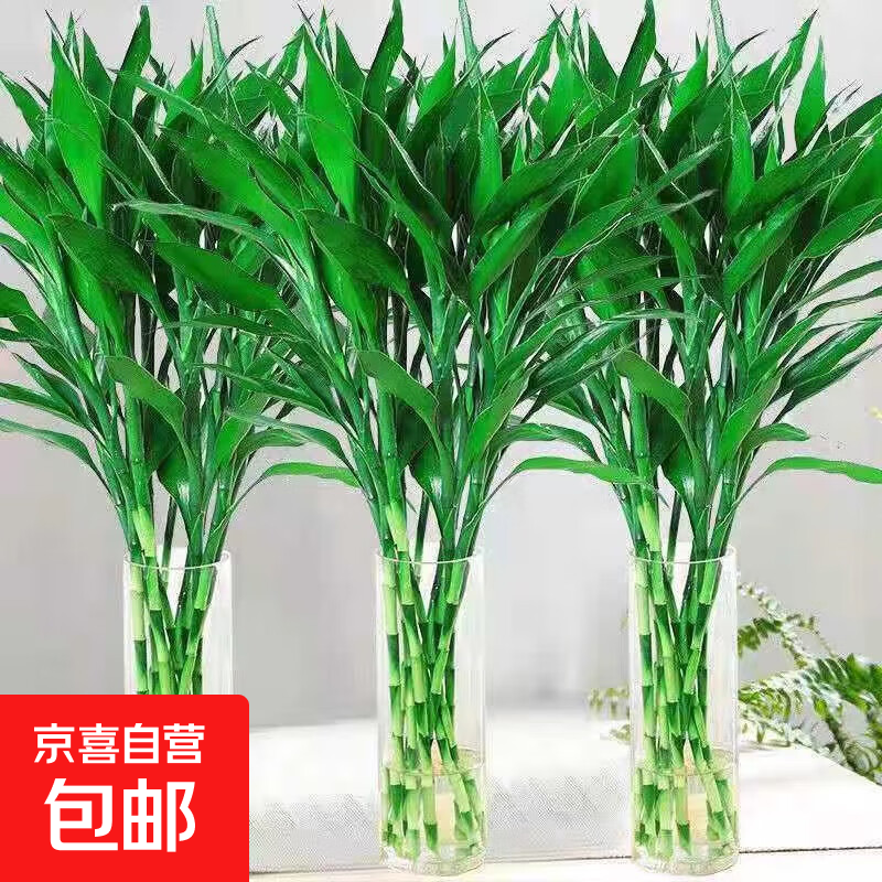 【富贵竹】广州发货水培植物好养懒人节节高供佛办公室内礼物七夕 富贵竹60cm10支