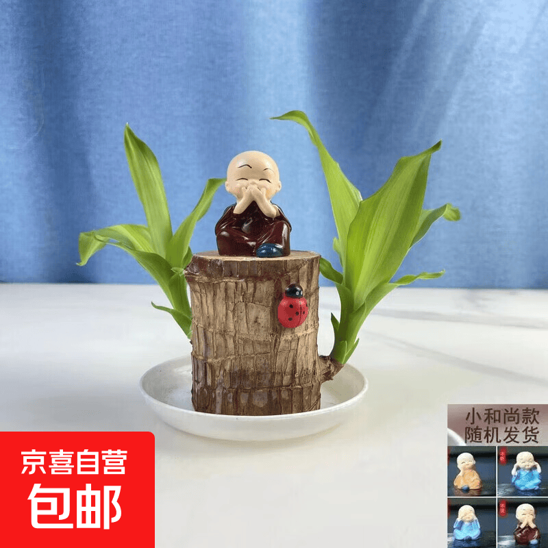 金心巴西木格鲁特水养幸运木水培花卉室内阳台夏季驱蚊绿植盆栽 精选