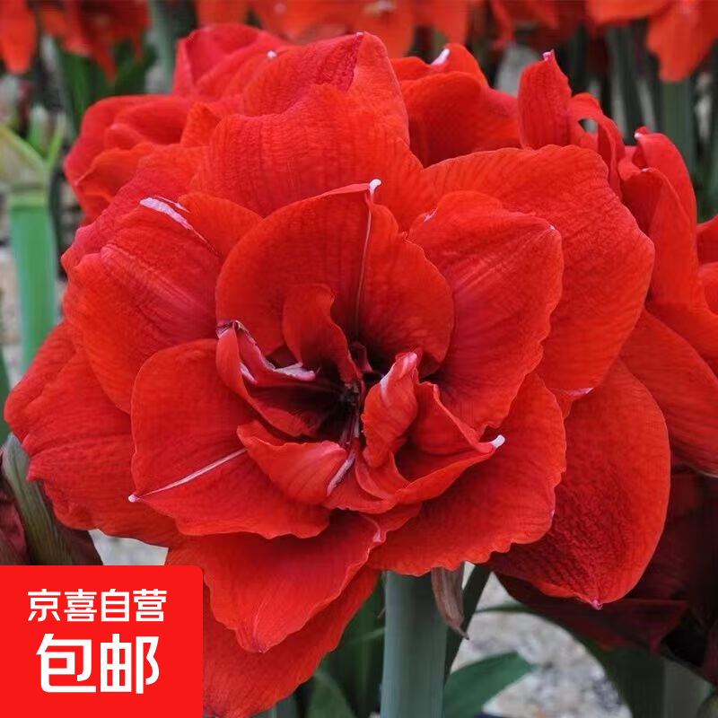 �����춥��������ڴ����ذ����Ի���ֲ��������ش����ļ������� ӣ�Ҋ�ܽ�춥������(ֱ��4-5cm)