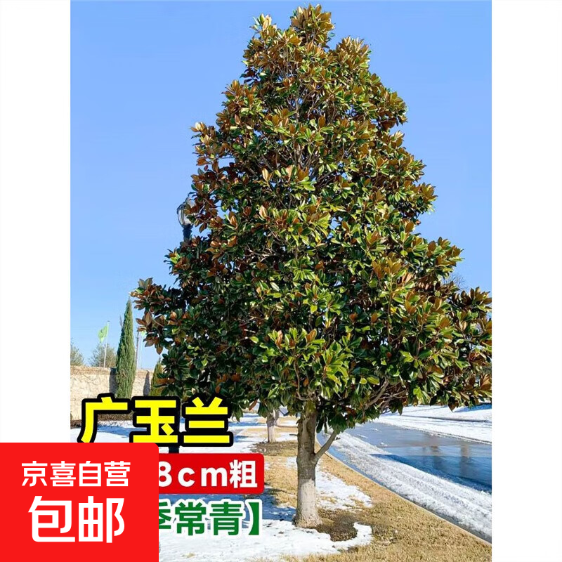 �������������ͥԺ�羰�����ɻ�������԰���̻�������ľ�ļ����� ��һ����Ʒ�硿ֱ��8���ִ� ����