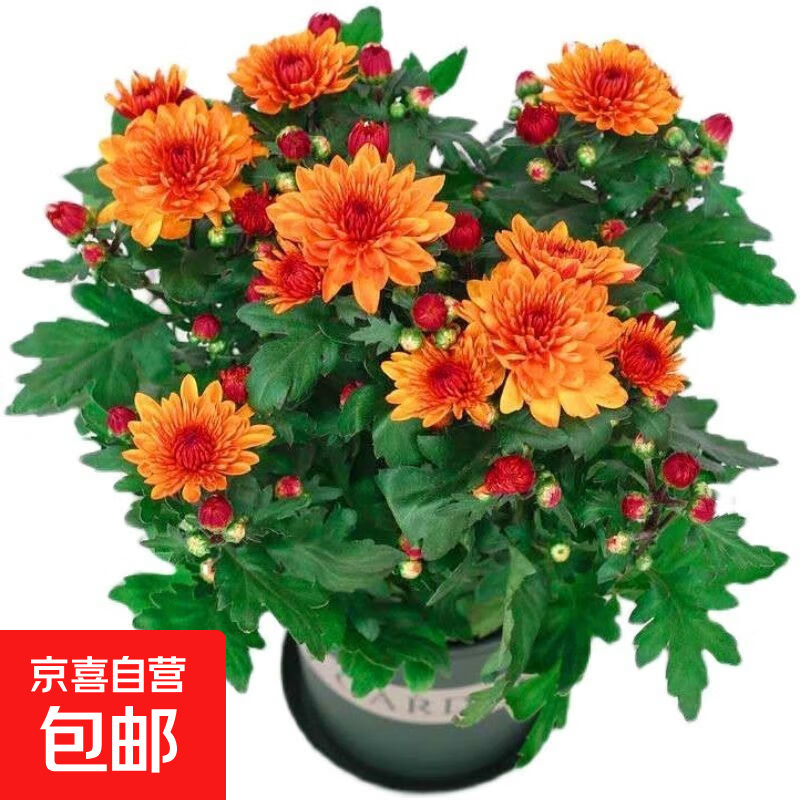 新品重瓣荷兰菊四季开花菊花苗月月菊室内外花多年生耐寒耐热植物 橙色荷兰菊1盆+原盆原土【一盆3-4颗】