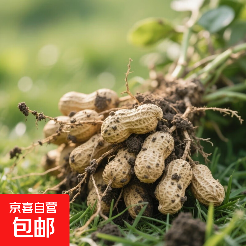 新鲜带壳花生湿花生现挖现发应季花生水煮鲜花生 新鲜花生2斤装