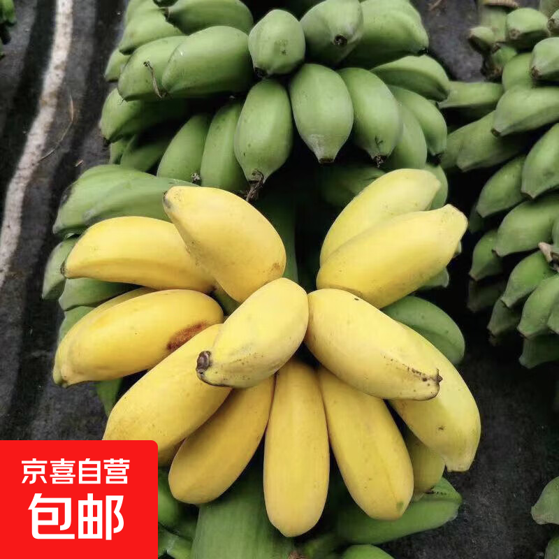 活动广西小米蕉香蕉软糯香甜当季新鲜水果现摘青皮发货整箱包邮 3斤