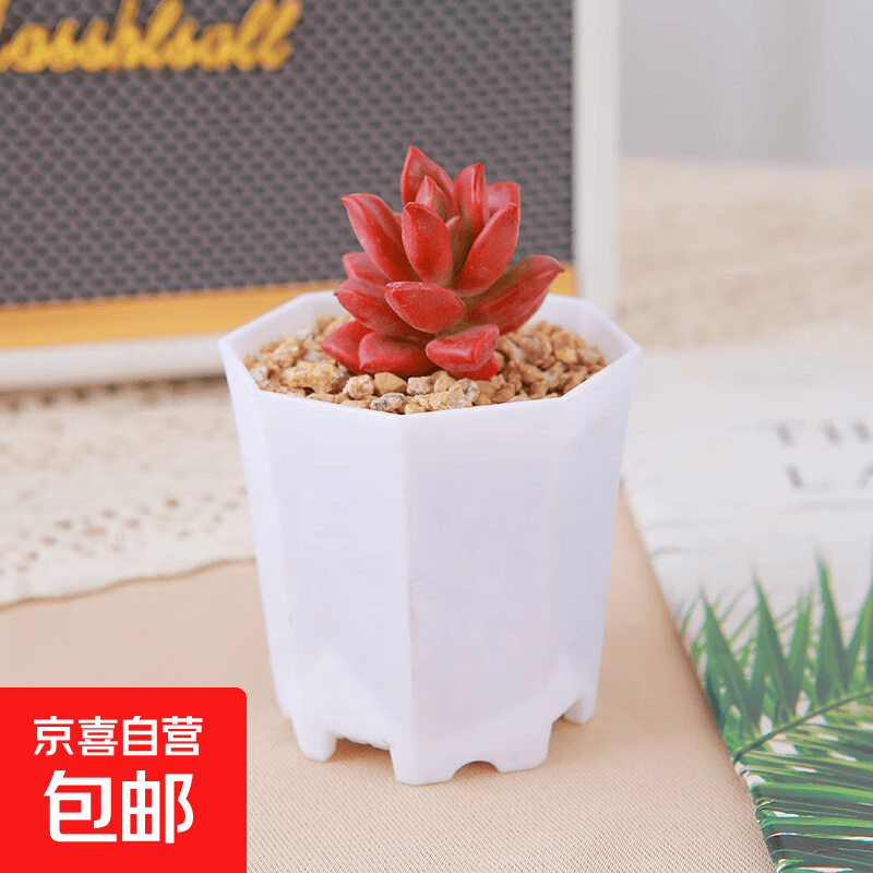 姬胧月八角盆塑料土铺面石 3元，丛生栀子花简易盆 3.99元，九尾狐多肉八角盆营养土 4.29元 - 86线报
