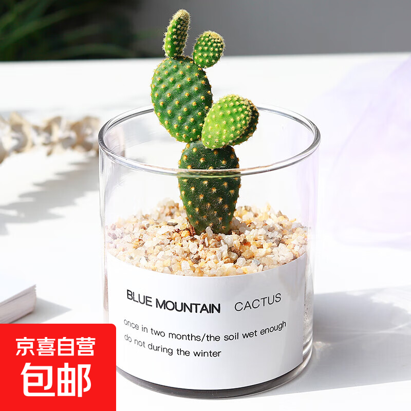多肉植物仙人掌盆栽室内肉肉仙人球小盆栽开花可爱桌面绿植 黄毛掌+玻璃盆+黄金砂+营养土 含盆