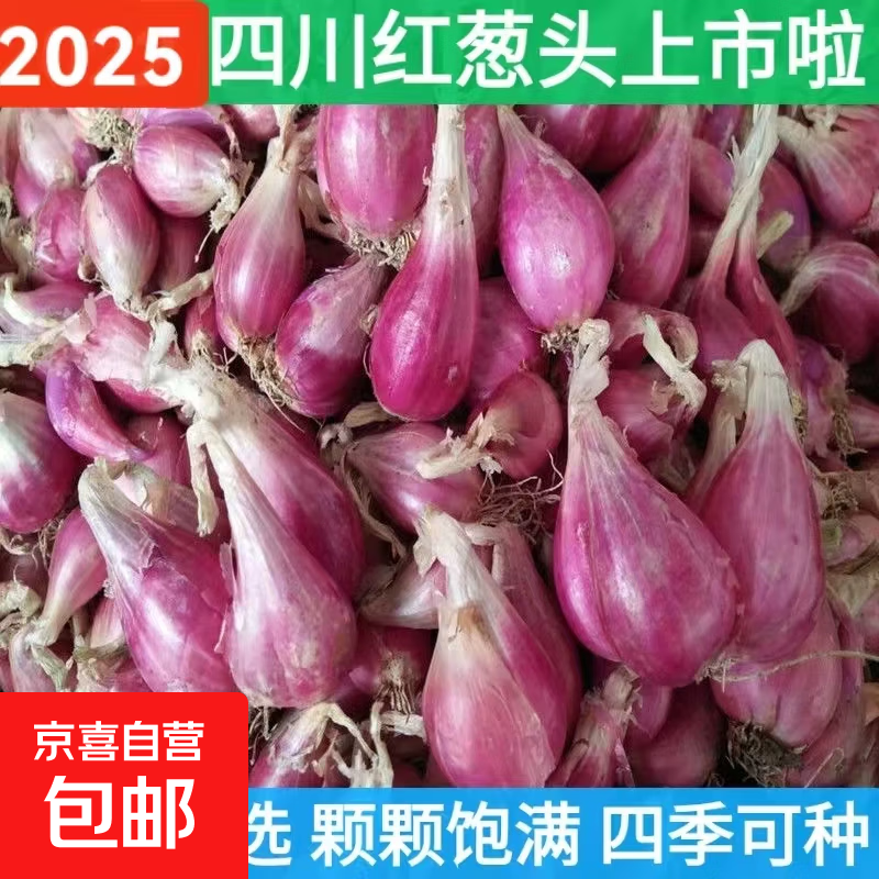 四季红葱头小葱种子火葱头四川干皮春季蔬菜莱疏菜阳台种种籽 红葱头1斤