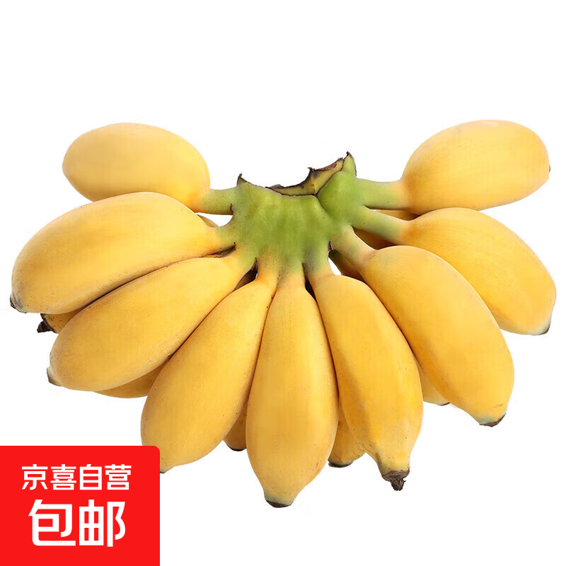 京喜自营 广西网红小米蕉 青香蕉发货放熟吃 新鲜水果一件包邮 青蕉发货 净重5斤