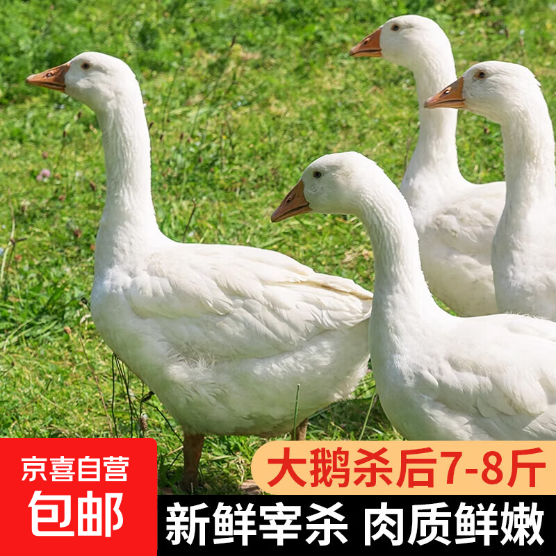 农家散养大白鹅 冷冻鹅肉嫩鹅土鹅大鹅生鲜整只卤鹅原料 大鹅7-8斤