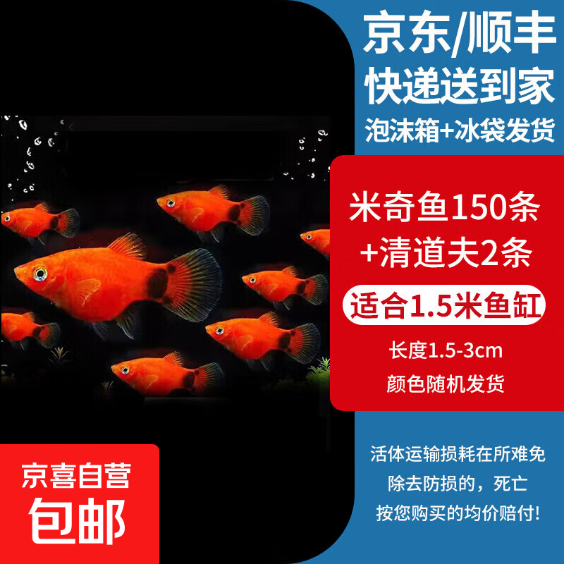 米奇鱼月光鱼胎生鱼鱼苗观赏鱼新手推荐小型淡水热带鱼活体冷水鱼 1