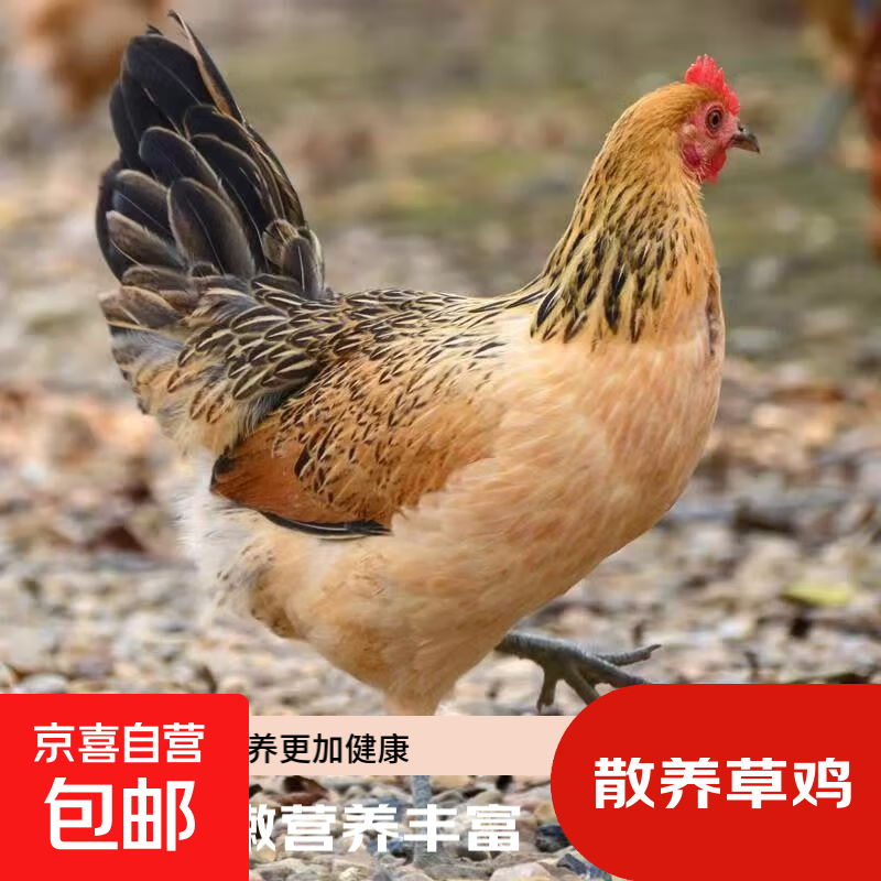 高品质林间散养草鸡 鸡散养跑山鸡整鸡鸡肉生鲜 高品质林间散养草鸡2.5斤±0.1斤