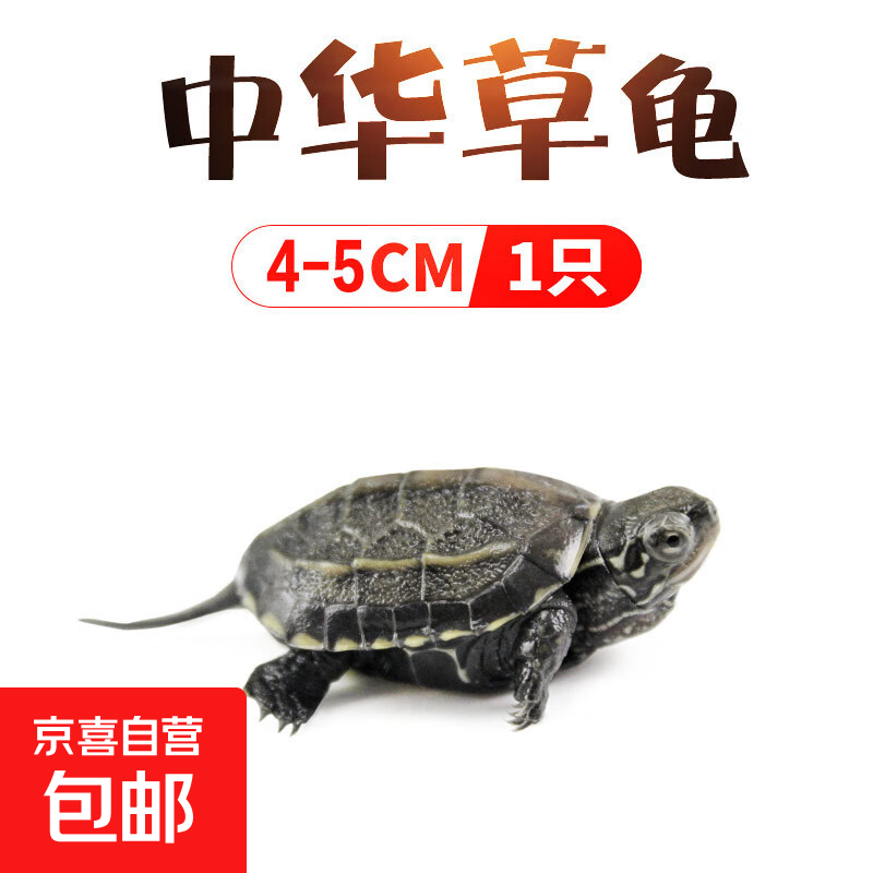 中华草龟小乌龟活物 宠物龟家养观赏龟陪伴互动生日礼物 一只草龟4-5cm【可爱好养活】