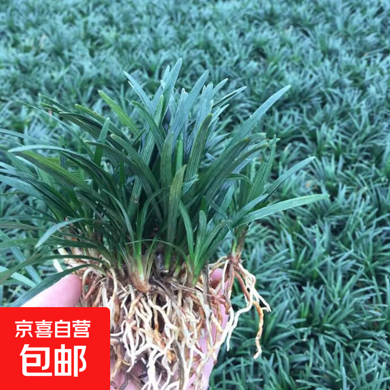 �ձ����󶬲�������ͥԺ��ƺ�̻��ر�ֲ��ϸҶ����ͺ��󶬲����� �ձ����󶬲�������10�� 51.5Ԫ