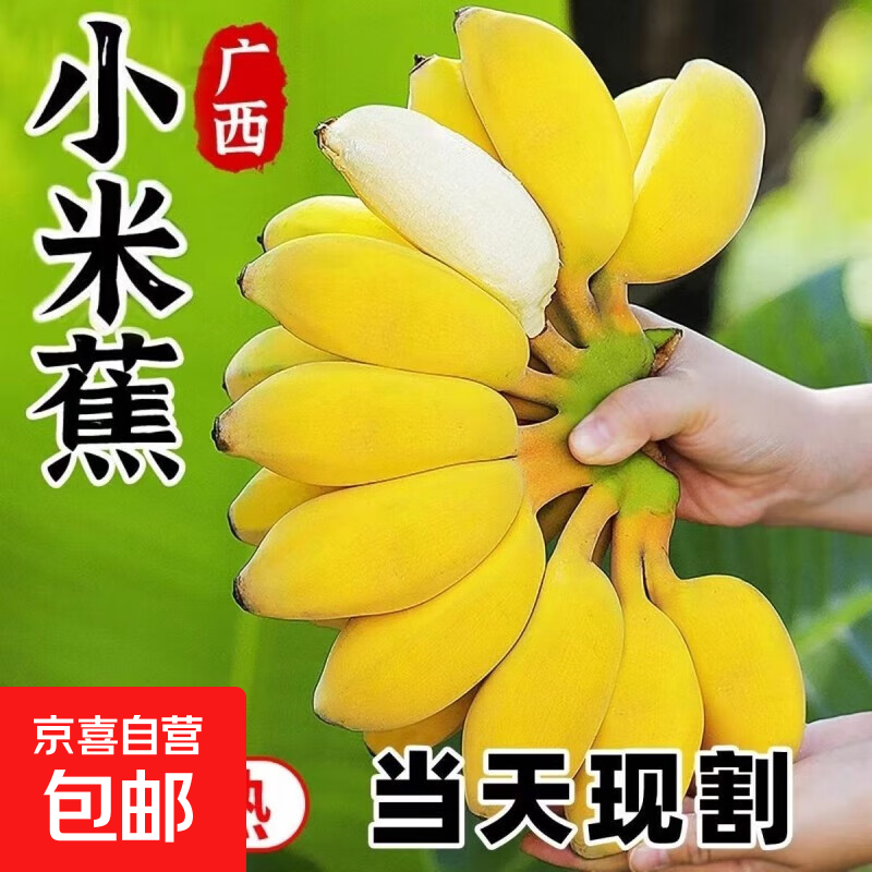 正宗广西小米蕉当季新鲜水果万澄装自然熟小香蕉现摘现发产地直发 【净重5斤】小米蕉